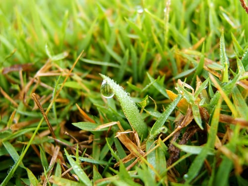 Lawn Aeration and Overseeding in Clark County: When and Why